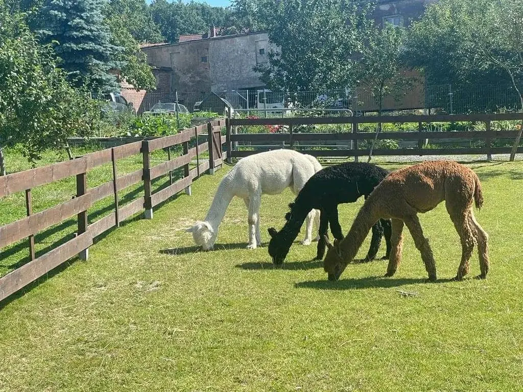 Alpaki pasące się na pastwisku - Profesjonalna Hodowla Alpak Ajmaraya w Dębowcu
