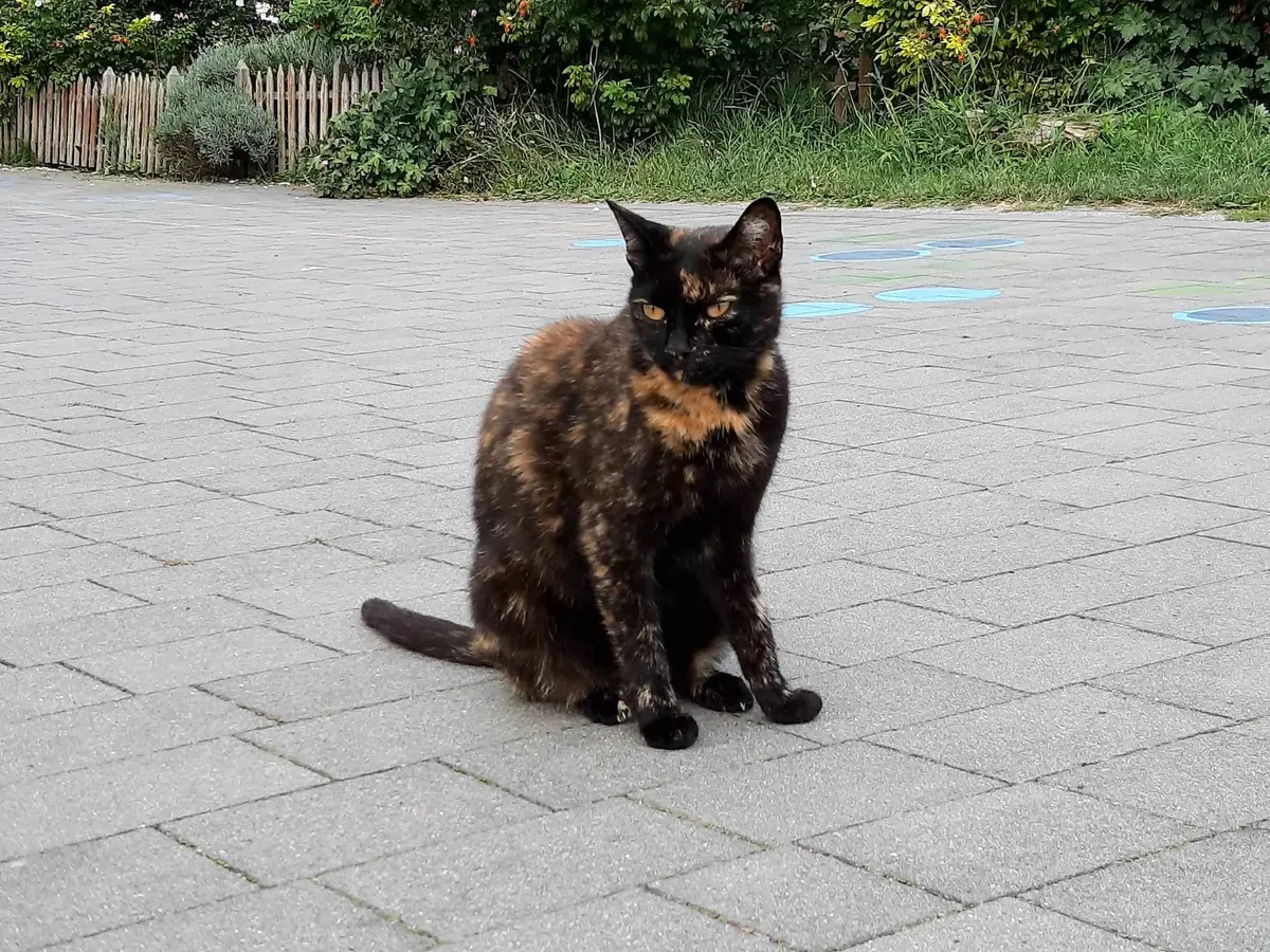 Kotka Darka szylkretka