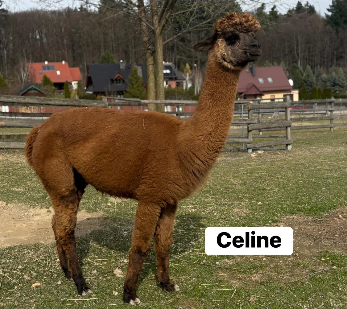 PLHAA Celine